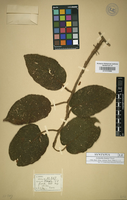 LE 01015586