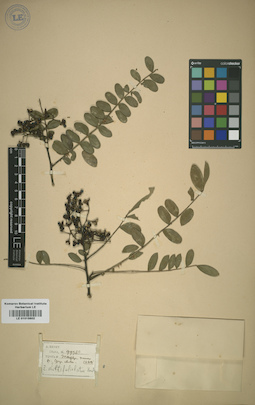 LE 01015602