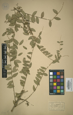 LE 01015603
