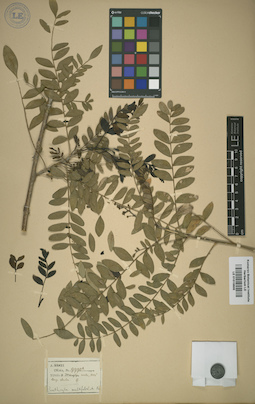 LE 01015605