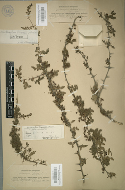 LE 01015606