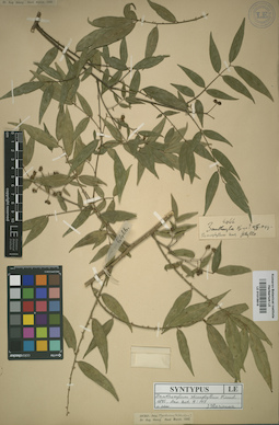 LE 01015615