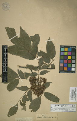 LE 01015620