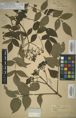 LE 01015624