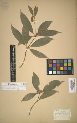 LE 01015632
