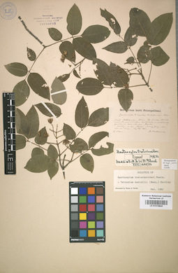 LE 01015643