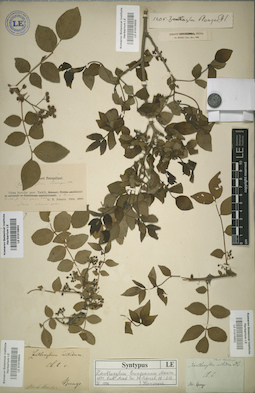 LE 01015652