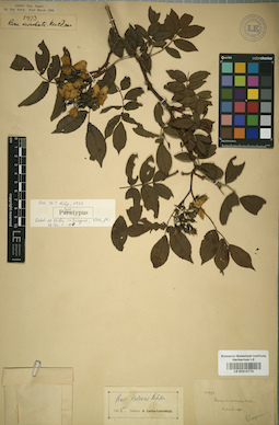 LE 01015770