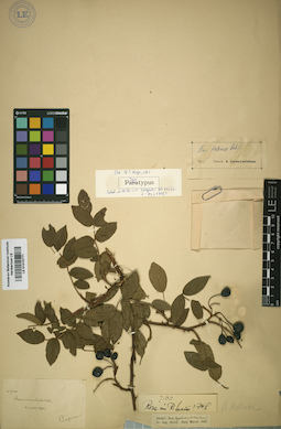 LE 01015771