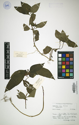LE 01015875