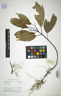 LE 01015878