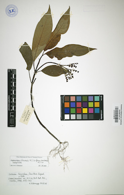 LE 01015879