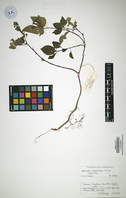 LE 01015880