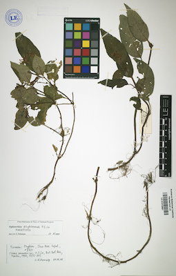 LE 01015881