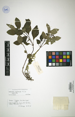 LE 01015882