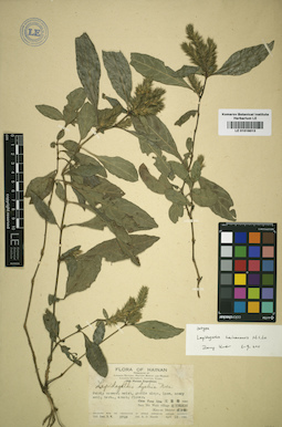 LE 01016013