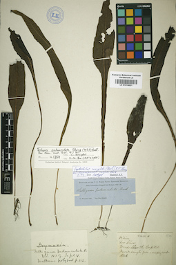 LE 01016021