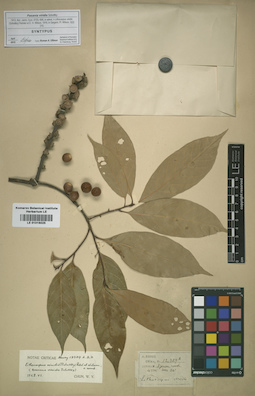 LE 01016025