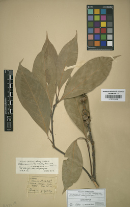 LE 01016026