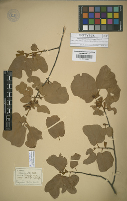 LE 01016031