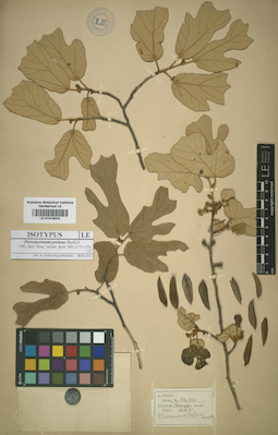 LE 01016032