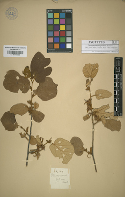 LE 01016033