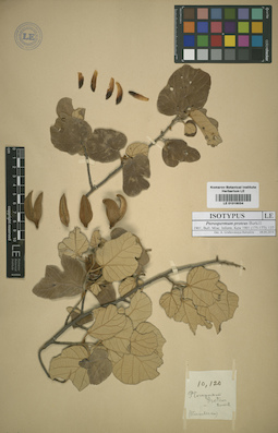 LE 01016034