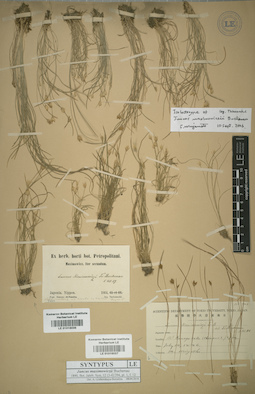 LE 01016036
