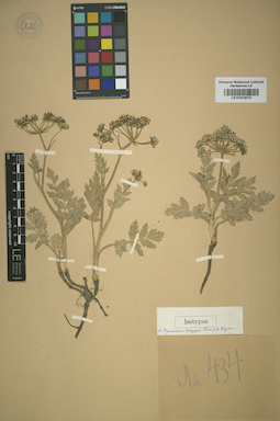 LE 01016074