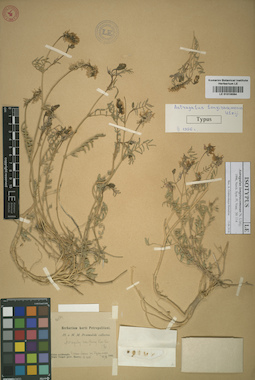 LE 01016084