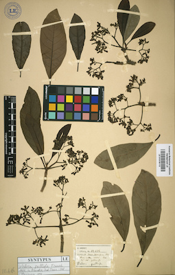 LE 01016113