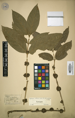 LE 01016117