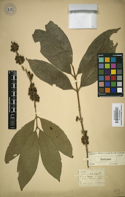 LE 01016118