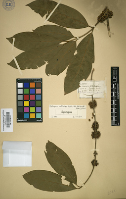 LE 01016119