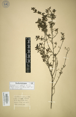 LE 01016141