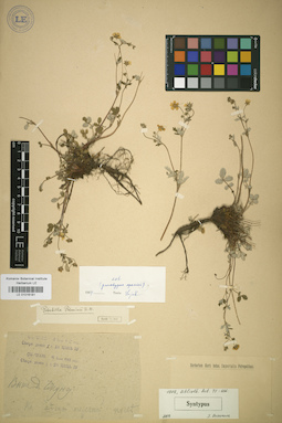 LE 01016181