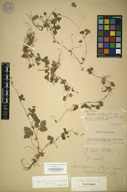 LE 01016185