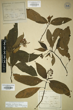 LE 01016205