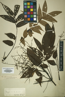 LE 01016240