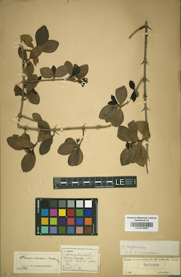 LE 01016257