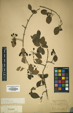 LE 01016258