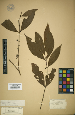 LE 01016261