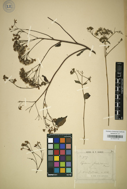 LE 01017115