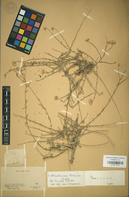 LE 01017132
