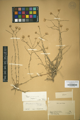 LE 01017133