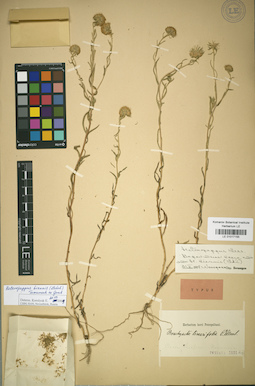 LE 01017155