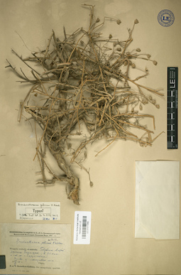 LE 01017240
