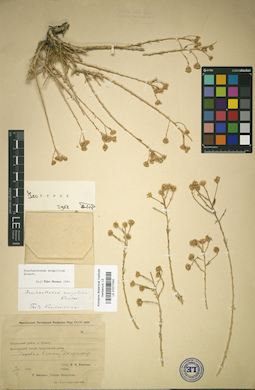 LE 01017242