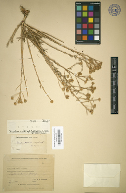 LE 01017243