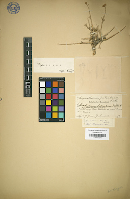 LE 01017244